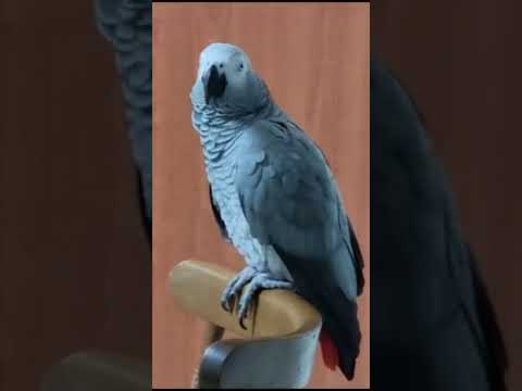 Видео: Самостоятельная девочка.  Выступление одного актера...