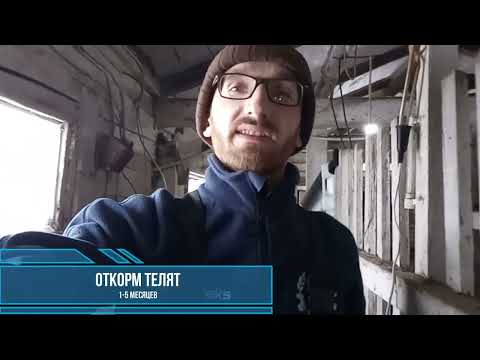 Видео: Откорм телят 1-5 месяцев с привесами 600-800 г./гол. №3