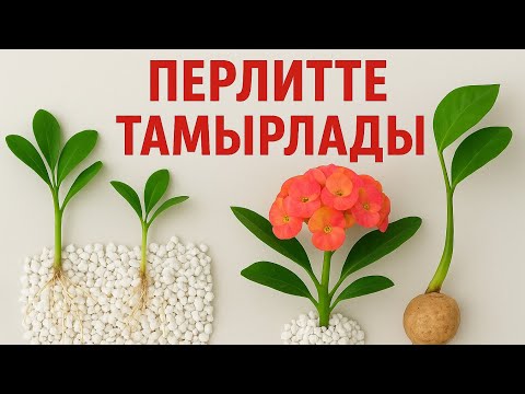 Видео: НӘТИЖЕСІН ӨЗІҢІЗ КӨРІҢІЗ БІР АПТАДА ОСЫНДАЙ БОЛДЫ