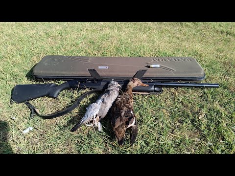 Видео: Охота на Утку и на Вяхиря в Армении.  Բադի ու Աղավնու որս Հայաստանում