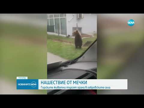 Видео: Мечка се разходи по път в Габровско