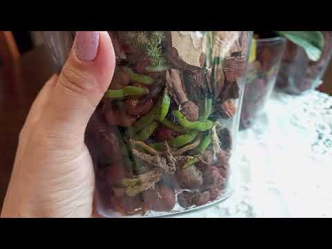 Видео: Догляд за орхідеями у закритій системі:🫙 пересадка та полив🌱🌼
