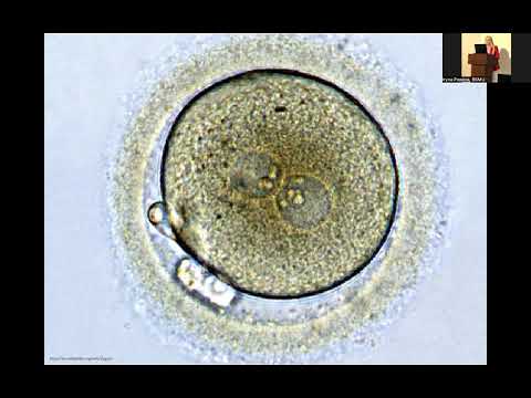 Видео: Запліднення  Дроблення  Імплантація