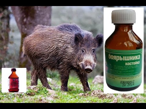 Видео: КАБАН БУДЕТ ДОВОЛЕН!! КАК НАЙТИ И ЗАМАНИТЬ КАБАНА В ЛЕСУ:С ПОМОЩЬЮ ТРЯПКИ И БУТЫЛКИ С .............!