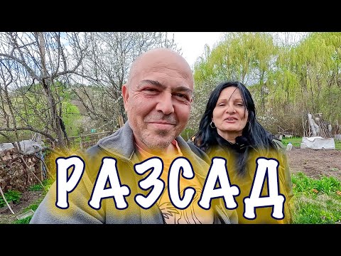 Видео: Кога е времето за правене на разсад? Преместихме си разсада в оранжерията.