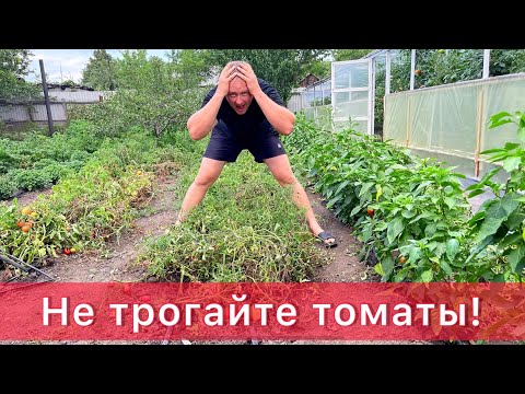 Видео: Не трогайте кусты томатов!