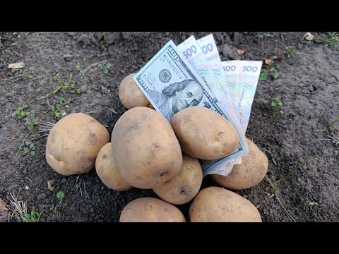 Видео: Заробив на картоплі купу грошей 🤭