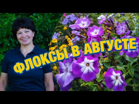 Видео: Флоксы в ландшафтном дизайне