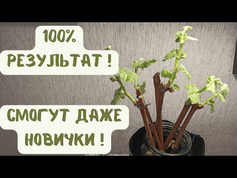 Видео: 100% результат! Укоренение  черенков винограда. Самый простой способ.