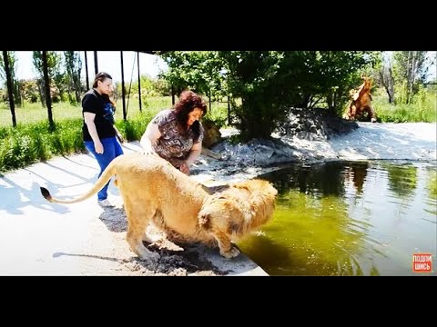 Видео: ПОПРОБУЙ ПОВТОРИ! Женщина купает ЛЬВА! A woman bathes a LION!