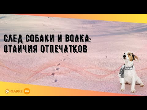 Видео: След собаки и волка: отличия отпечатков