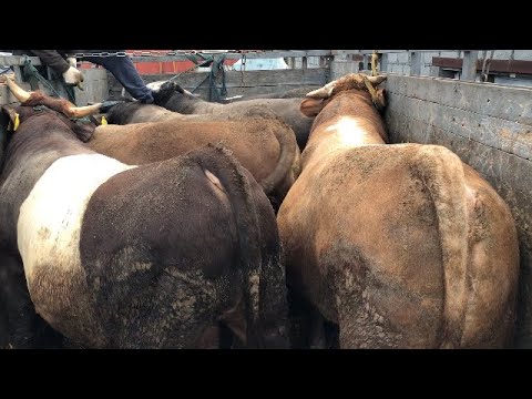 Видео: Забой После 5 месяцев на откорме