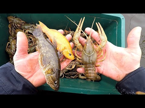 Видео: РАК! Корень Хрена против Чеснока! Поймали Альбиноса!