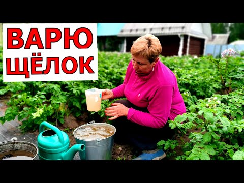 Видео: Вершинки не будет, а плоды сразу будут наливаться и краснеть. Подкормливаю бабушкиным удобрением