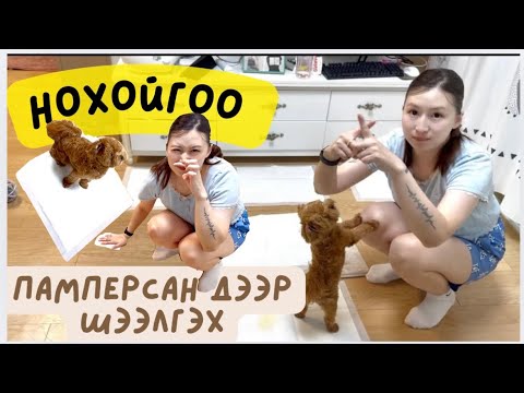 Видео: Нохойгоо памперсан дээр  шээлгэж сургах арга😱 