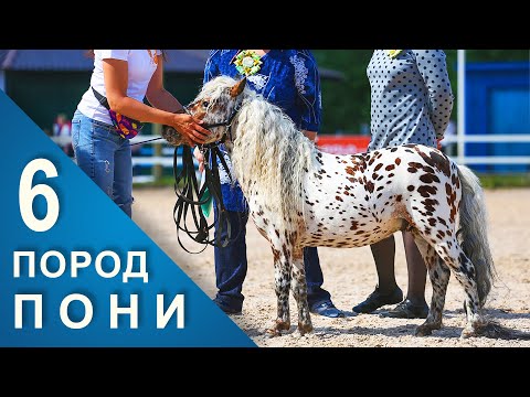 Видео: Мини ЛОШАДИ и ПОНИ выбор ЧЕМПИОНА #ИППОсфера /Породы лошадей