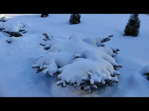 Видео: Содержание индоуток при морозах - 35  и ниже