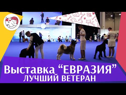 Видео: Best in show Лучший ветеран 19 03 17 на Евразии ilikepet