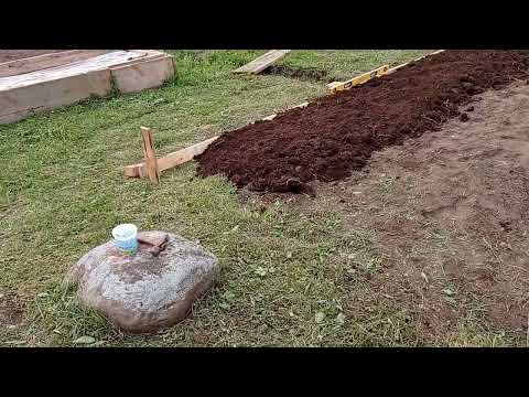 Видео: Посадка тибетской малины. Готовлюсь к зиме, думаю о весне.