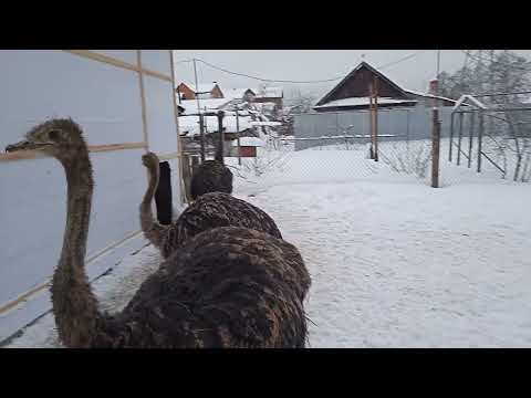 Видео: Разведение страусов в домашних условиях