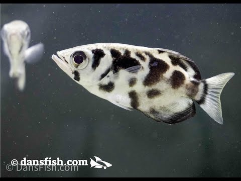 Видео: Давайте будем странными! Рыба-странница