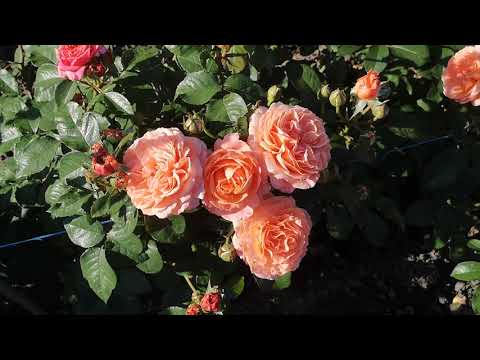 Видео: Троянда Бельведер