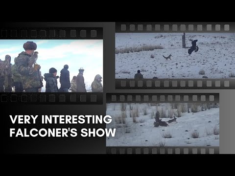 Видео: Салбурун | Напуски ловчих птиц в Кыргызстане | Falconry meeting in Kyrgyzstan