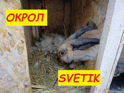 Видео: КРОЛИКИ//ОКРОЛ//Содержание и разведение кроликов