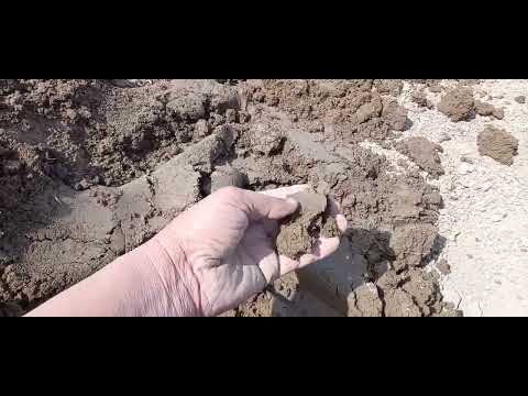 Видео: Тарвуз (арбуз.карбуз)  экишни бошладик 2024. 04.01.