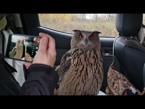 Видео: Отъезд на Рептилиум и первый день дежурства в Совином Доле