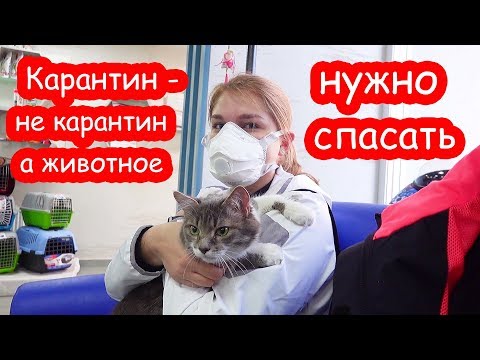 Видео: Маха едет на УЗИ. Беременна или нет