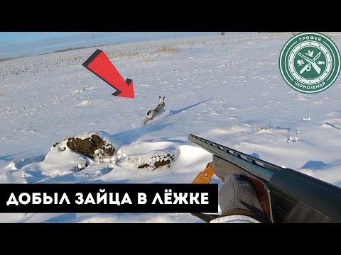 Видео: УНИКАЛЬНЫЕ КАДРЫ! ДОБЫЛ ЗАЙЦА В ЛЕЖКЕ! Охота на зайца 2022