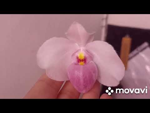 Видео: Сентябрь.Цветение орхидей.