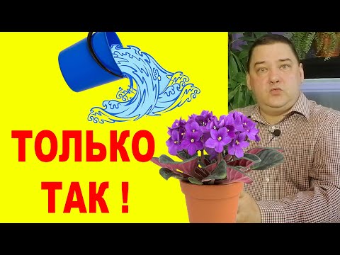 Видео: Вот как надо поливать цветы. [ЧТО, РАЗВЕ НЕ ЗНАЛИ?!]