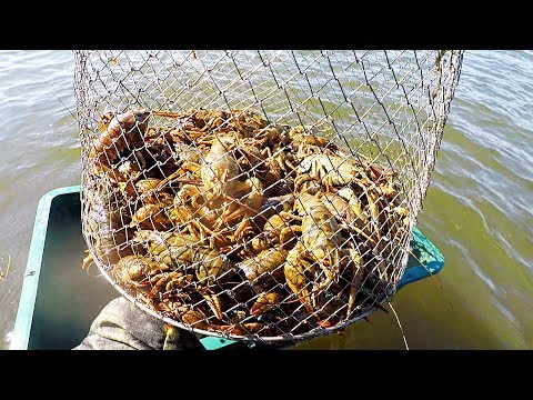 Видео: Август! Ловим Раков на Раколовки! Нашел что Иискал!! Отличный Улов!
