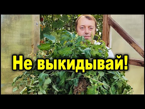 Видео: Ботву томатов не сжигаю и болезней с каждым годом становится всё меньше и меньше!