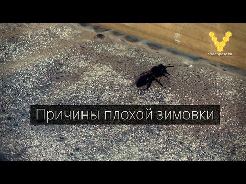 Видео: Причины плохой зимовки, влажность и температура в омшанике