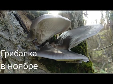Видео: ВЕДРО ГРИБОВ ЗА ПАРУ ЧАСОВ. Их можно собирать бесконечно)