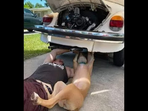 Видео: 😺 Без собаки не разобраться! 🐕 Смешное видео с собаками и кошками! 😸