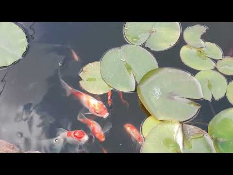 Видео: Метаморфозы прудика.