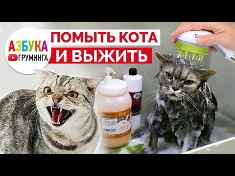 Видео: Как помыть кота, груминг кошек дома