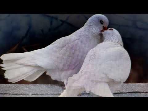 Видео: КАКИЕ ЗНАКИ ПОДАЮТ НАМ АНГЕЛЫ ХРАНИТЕЛИ💕БЛИЗНЕЦОВЫЕ ПЛАМЕНА