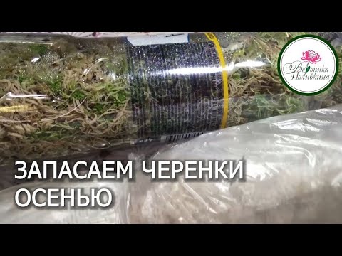 Видео: Для чего и как нужно запасать черенки осенью  Сейчас самое время