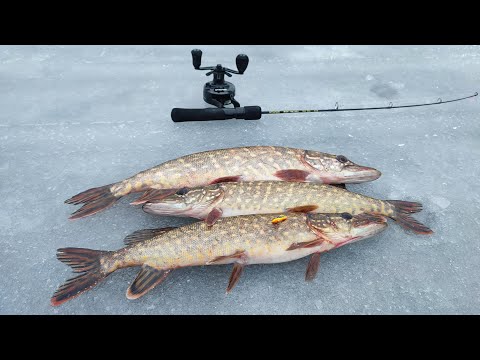 Видео: Техника ловли щуки которую используют бывалые рыбаки! Поклёвки на балансир в самой траве!