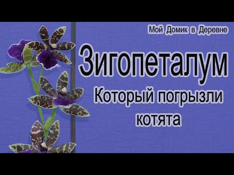 Видео: Зигопеталум который погрызли котята!!! Он жив или как ?