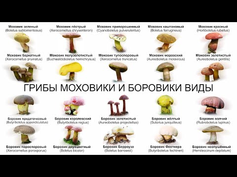 Видео: ГРИБЫ МОХОВИКИ И БОРОВИКИ ВИДЫ