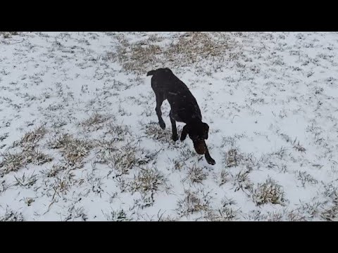 Видео: Охота на  Зайца с Дратхааром 02.11.2023г.                              #охота#на#зайца#