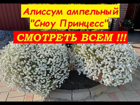 Видео: Алиссум ампельный "Сноу Принцесс", гегетативный (Lobularia Snow Princess)