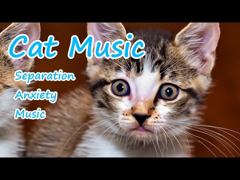 Видео: Музыка для нервных кошек — успокаивающая музыка для кошек для глубокого расслабления, сна и комфорта