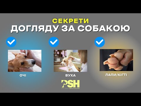 Видео: Секрети догляду за собакою: очі, вуха, лапи та кігті – тепер це легко